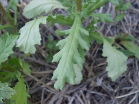 Senecio vulgaris / Senecione comune