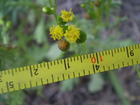 Senecio vulgaris / Senecione comune