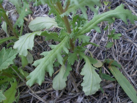 Senecio vulgaris / Senecione comune