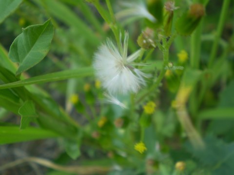 Senecio vulgaris / Senecione comune