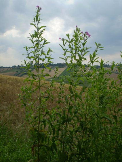 Epilobium hirsutum