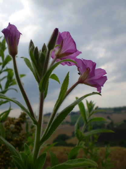 Epilobium hirsutum