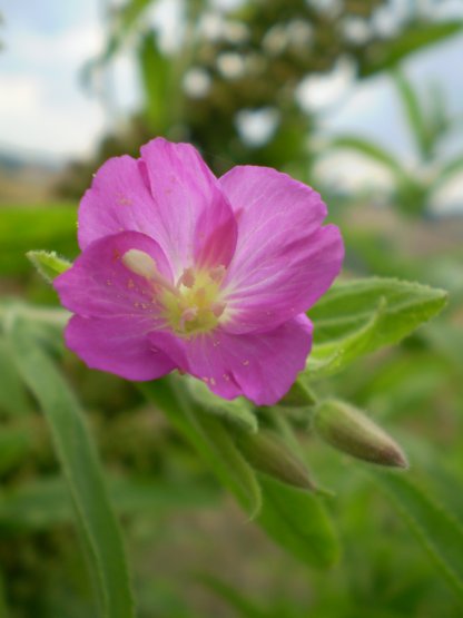 Epilobium hirsutum