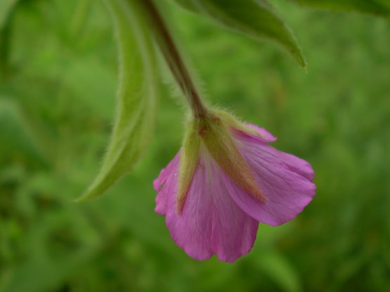 Epilobium hirsutum