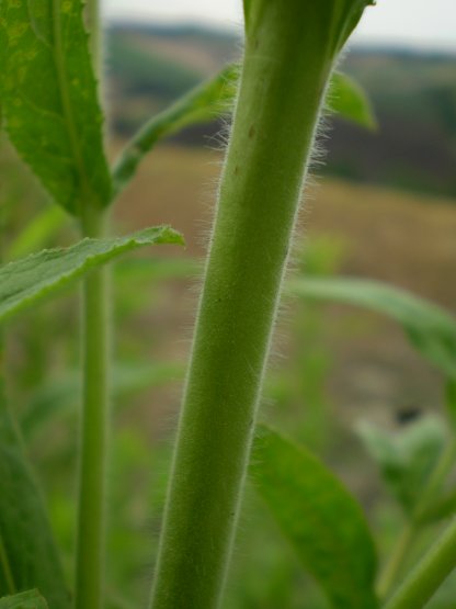 Epilobium hirsutum