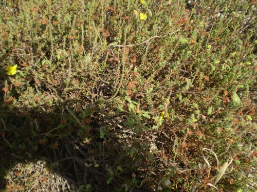 Fiorellini gialli - Fumana cfr. thymifolia