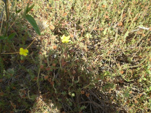 Fiorellini gialli - Fumana cfr. thymifolia