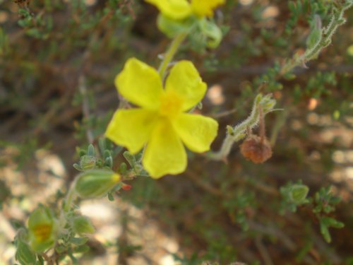 Fiorellini gialli - Fumana cfr. thymifolia