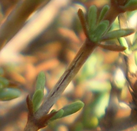 Fiorellini gialli - Fumana cfr. thymifolia