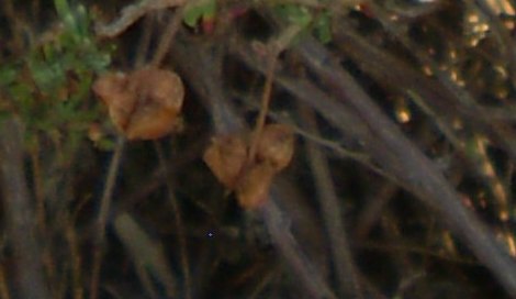 Fiorellini gialli - Fumana cfr. thymifolia