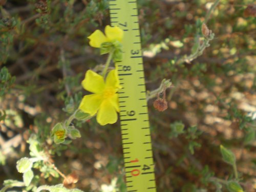Fiorellini gialli - Fumana cfr. thymifolia