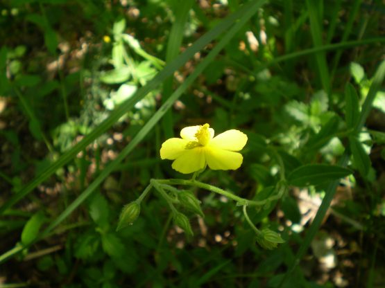 Cistaceae - Helianthemum sp.