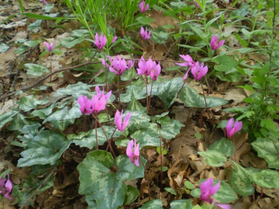 Cyclamen repandum