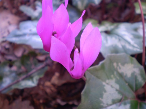Cyclamen repandum