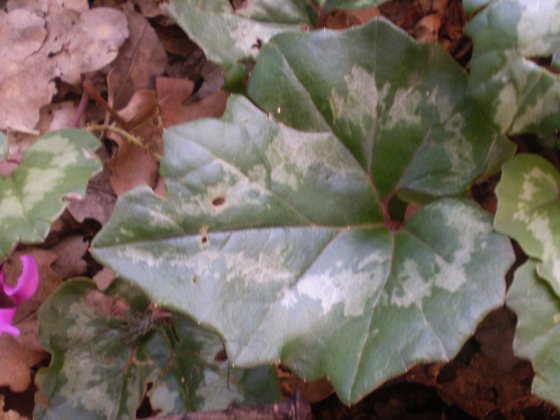 Cyclamen repandum