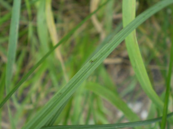 Bunium bulbocastanum / Bulbocastano comune
