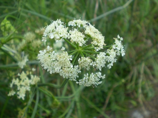 Bunium bulbocastanum / Bulbocastano comune