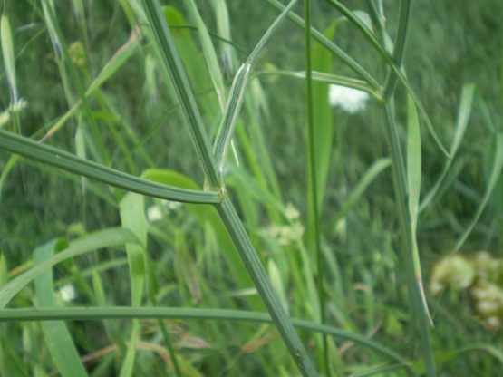 Bunium bulbocastanum / Bulbocastano comune
