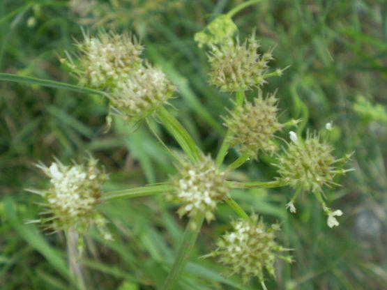 Bunium bulbocastanum / Bulbocastano comune