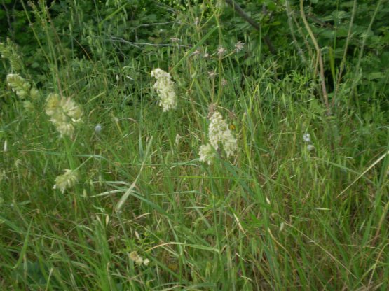 Dactylis glomerata