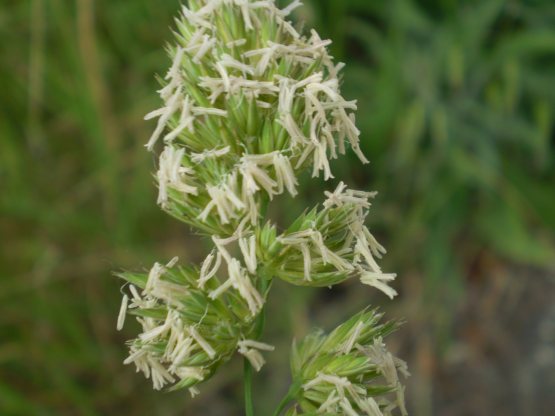 Dactylis glomerata