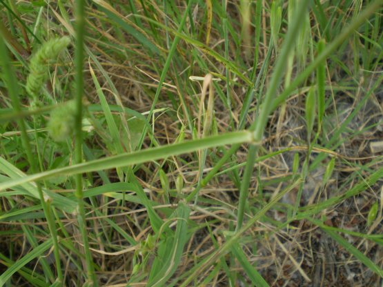 Dactylis glomerata