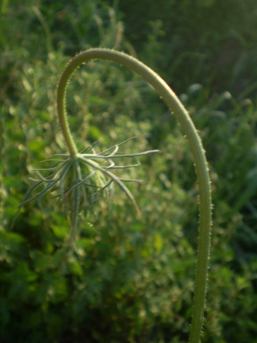 Daucus carota