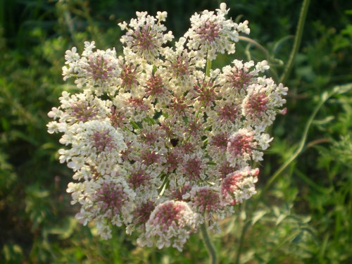 Daucus carota