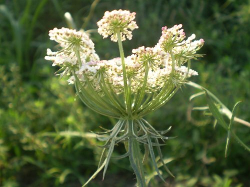 Daucus carota