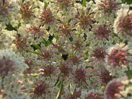 Daucus carota