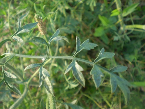 Daucus carota