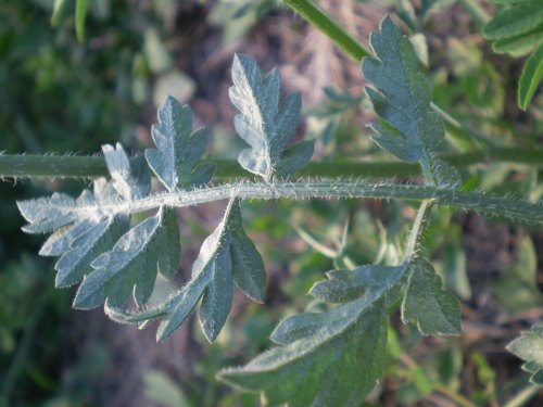 Daucus carota