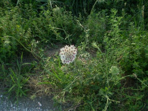 Daucus carota