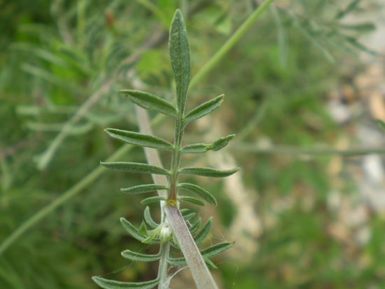 Lomelosia crenata subsp. pseudisetensis ?