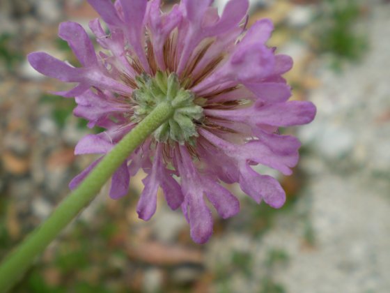 Lomelosia crenata subsp. pseudisetensis ?
