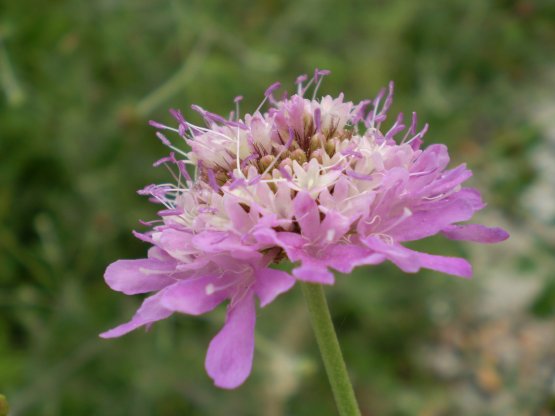 Lomelosia crenata subsp. pseudisetensis ?