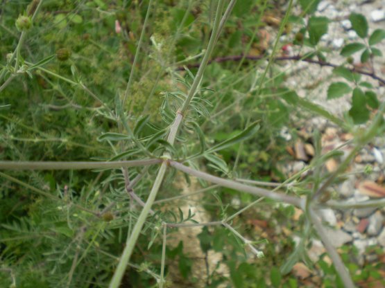 Lomelosia crenata subsp. pseudisetensis ?