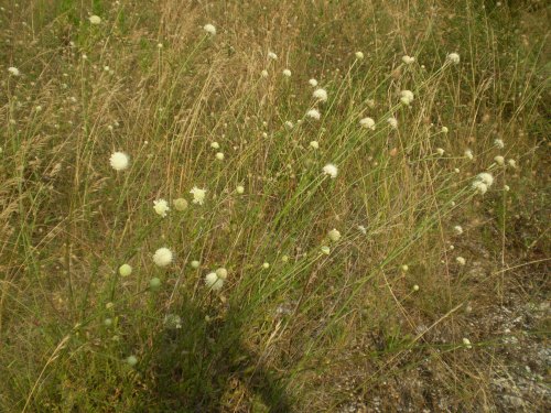 Cephalaria leucantha / Vedovina a teste bianche