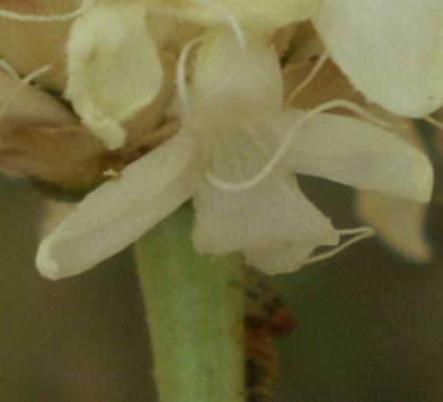 Cephalaria leucantha / Vedovina a teste bianche