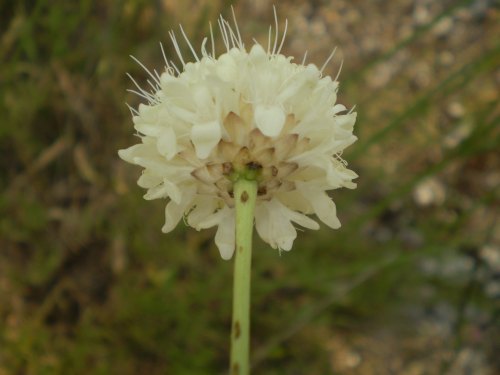 Cephalaria leucantha / Vedovina a teste bianche