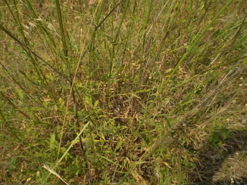Cephalaria leucantha / Vedovina a teste bianche