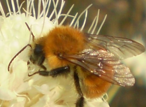 Cephalaria leucantha / Vedovina a teste bianche