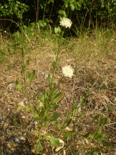 Cephalaria leucantha / Vedovina a teste bianche