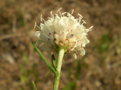 Cephalaria leucantha / Vedovina a teste bianche