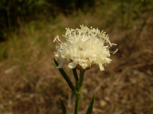 Cephalaria leucantha / Vedovina a teste bianche