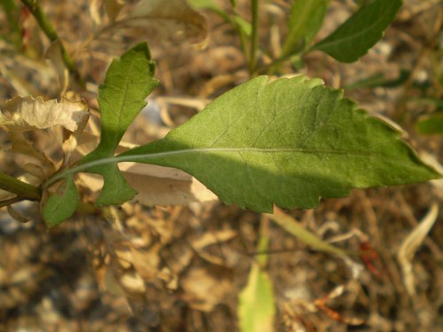 Cephalaria leucantha / Vedovina a teste bianche