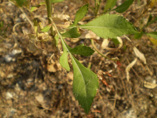 Cephalaria leucantha / Vedovina a teste bianche