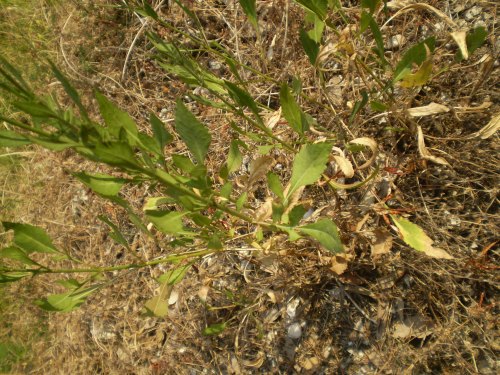 Cephalaria leucantha / Vedovina a teste bianche