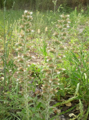 Echium italicum