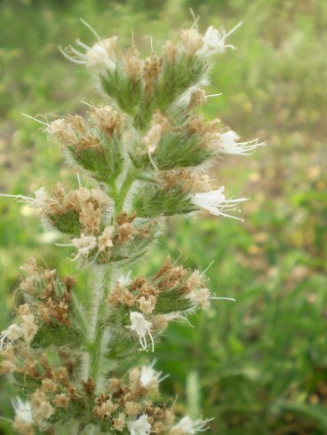 Echium italicum